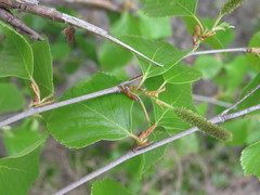 Betula × aurata