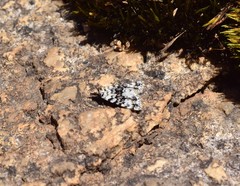 Dichromodes disputata