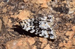 Dichromodes disputata