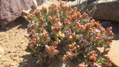 Octopoma tanquanum