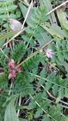 Erodium cicutarium cicutarium