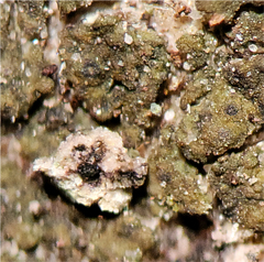 Verrucaria glaucovirens