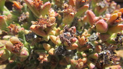 Octopoma tanquanum
