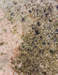 Verrucaria glaucovirens