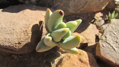 Crassula congesta