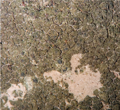 Verrucaria glaucovirens