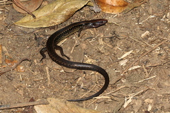 Common Madagascar Skink photo 2