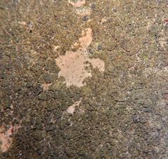 Verrucaria glaucovirens