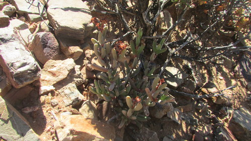 Hereroa crassa L.Bolus 4