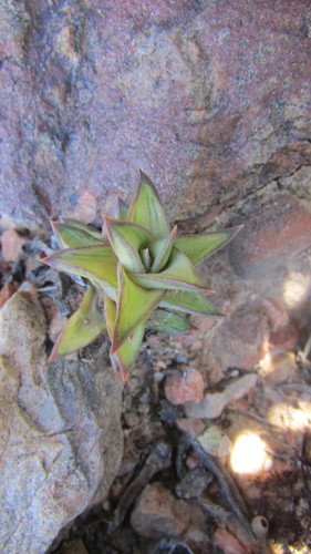 Astroloba spirella