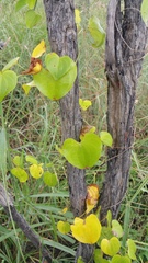 Dioscorea cotinifolia