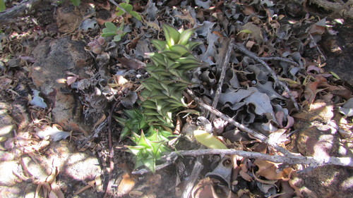 Astroloba spirella