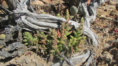 Crassula capitella thyrsiflora