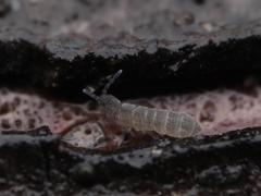 Vertagopus pseudocinereus