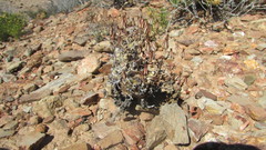 Tylecodon reticulatus