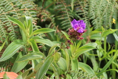 Dissotis princeps