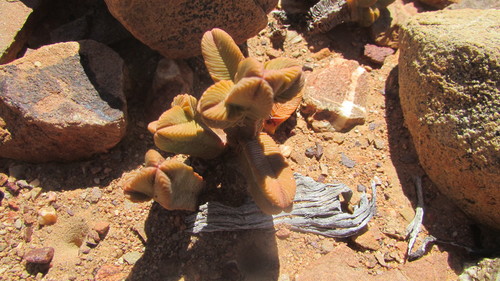Crassula pyramidalis
