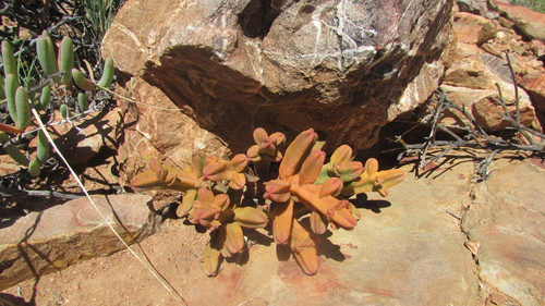 Crassula pyramidalis