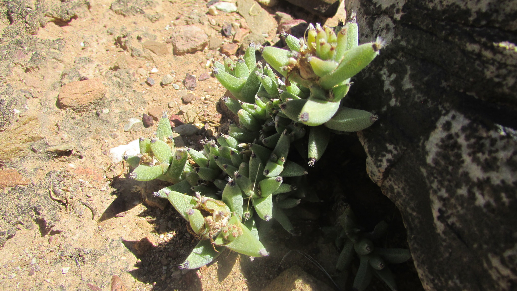 Trichodiadema mirabile (N.E.Br.) Schwantes 2