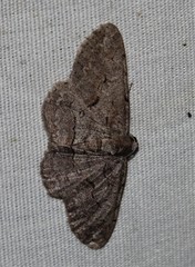 Iridopsis vellivolata