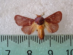 Doratifera corallina