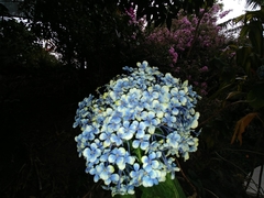 Hydrangea macrophylla