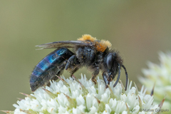 Colletes bicolor