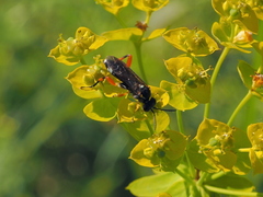 Macrophya diversipes