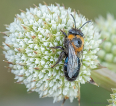 Colletes bicolor