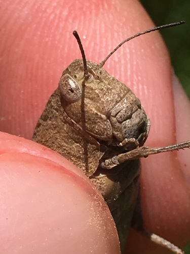 California Sulphur-winged Grasshopper photo 2