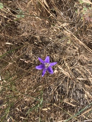Brodiaea elegans