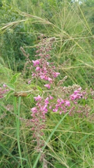 Pseudarthria hookeri hookeri