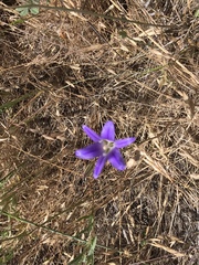 Brodiaea elegans