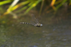 Austroaeschna pinheyi