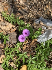 Ipomoea cairica