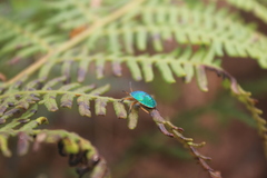 Erachtheus lutulentus