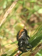 Phidippus johnsoni