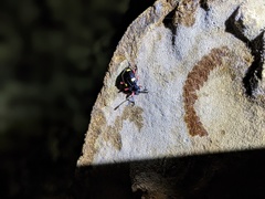 Eumorphus quadriguttatus pulchripes