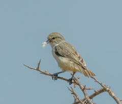 Anthoscopus musculus