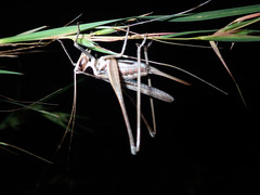 Antipodectes graminicolus