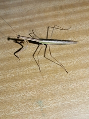 Tenodera australasiae