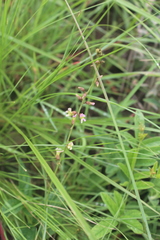 Ophrestia oblongifolia