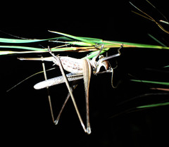Antipodectes graminicolus