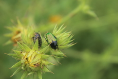 Leucocelis haemorrhoidalis