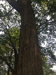 Phellodendron amurense