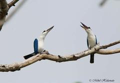 Todiramphus saurophagus