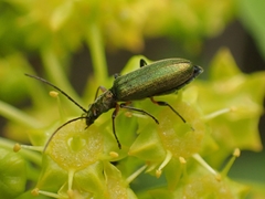 Chrysanthia flavipes