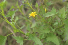 Cineraria atriplicifolia