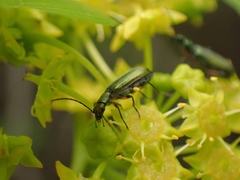 Chrysanthia flavipes
