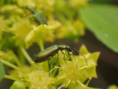 Chrysanthia flavipes